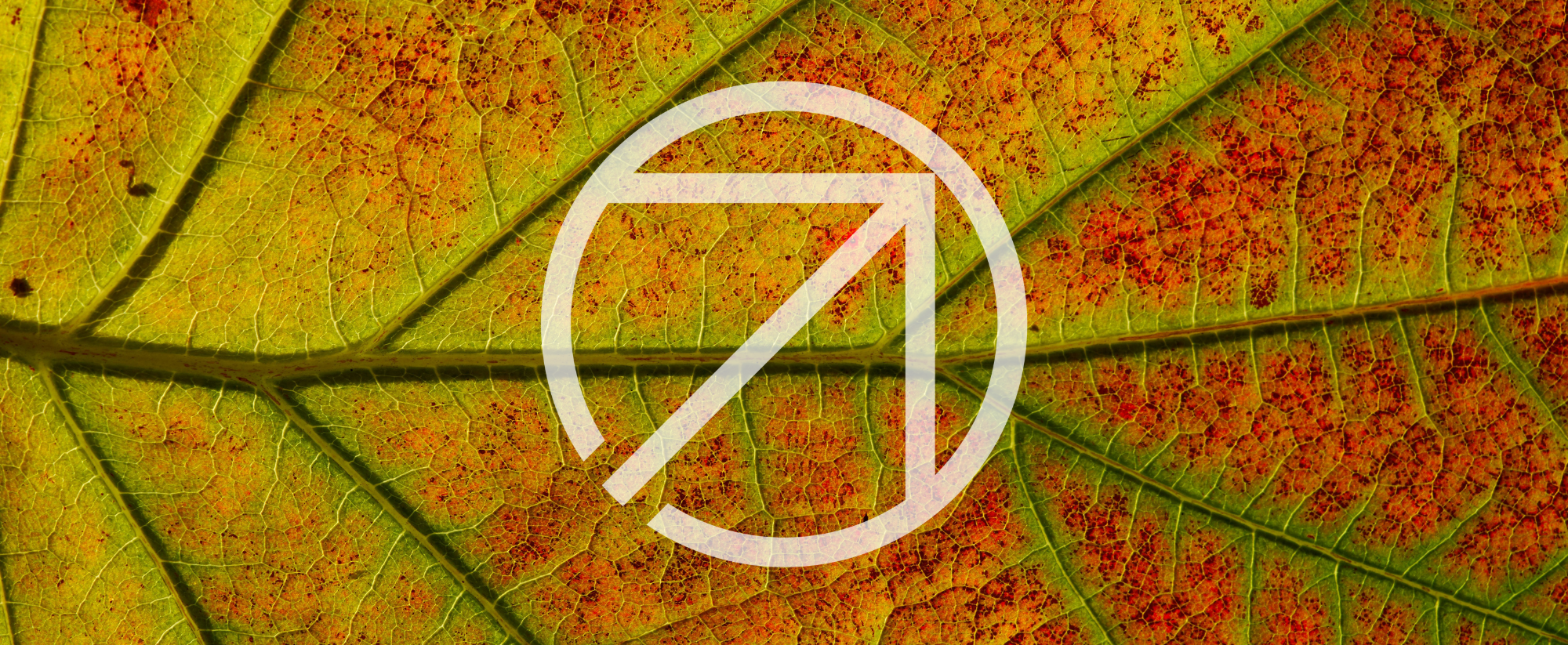 Macro photography of a leaf with the EarthScale logo overlayed