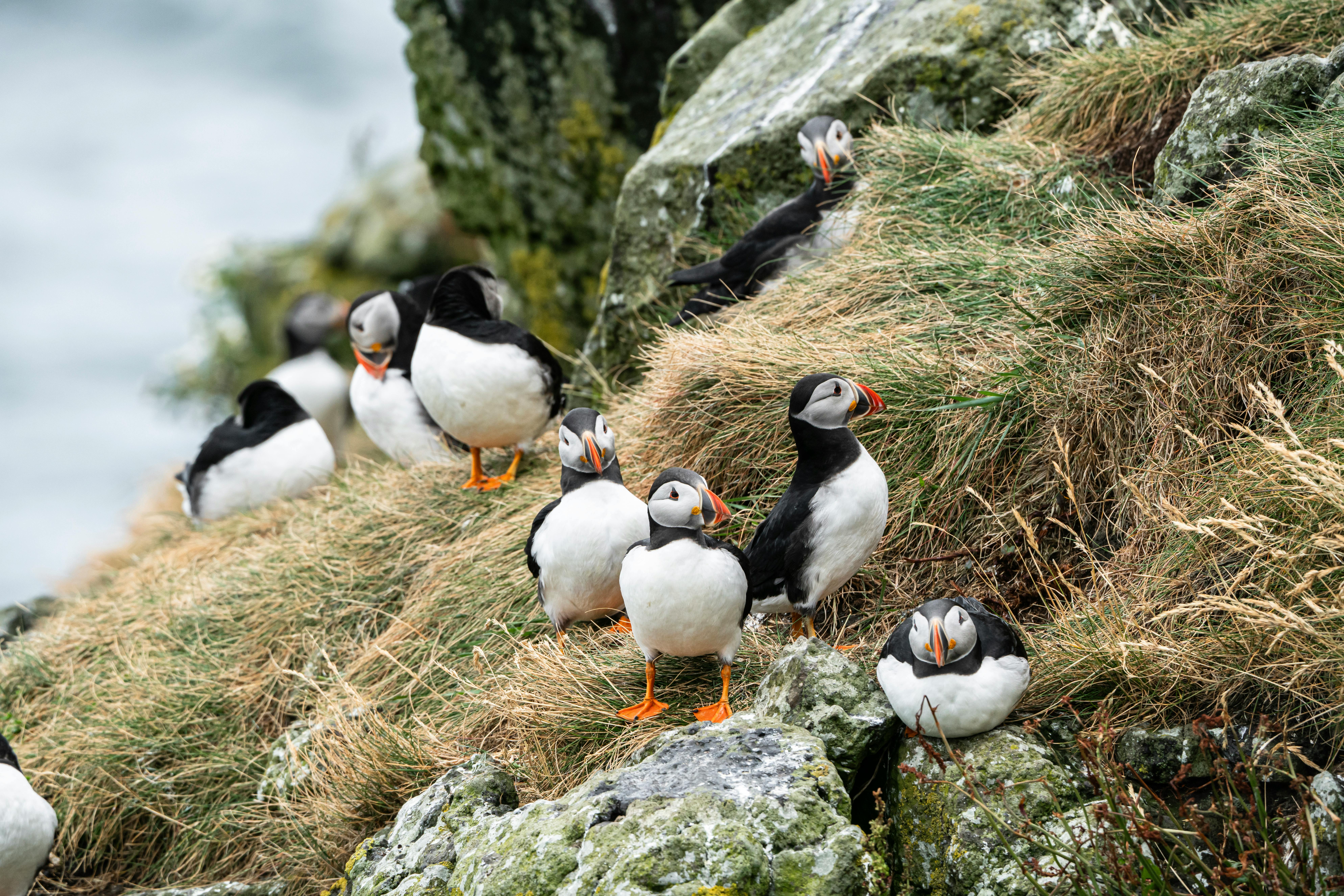 Puffins on a cliffside 